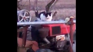 A cute cat stands guard on a tiller engine..귀여운 고양이가 경운기 엔진위에서 보초근무서기...一只可爱的猫守卫着舵柄发动机...Jeonju .全州市 by Kingdom of Pet  야옹아 멍멍해봐 36 views 1 month ago 22 minutes