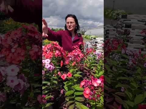 Wideo: Informacje o floksie ogrodowym - uprawa odpornego floksa ogrodowego