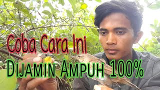 Trik Jitu Pikat Burung Kerak Basi Alis Putih/Hitam Di Jamin 100% Ampuh