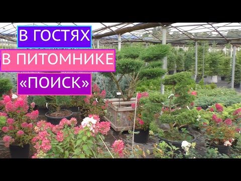 Video: Питомник Түндүк жүзүм, жүзүм көчөттөрү, жашылдандыруу