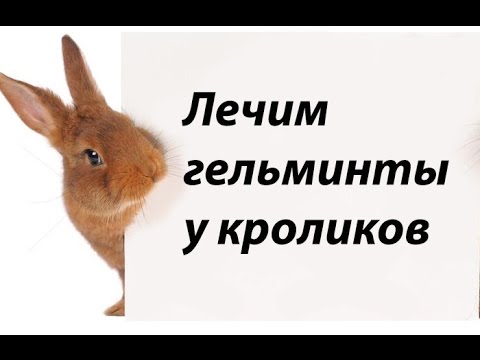 Лечение гельминтов у кроликов. Цистицеркоз и пассалуроз.
