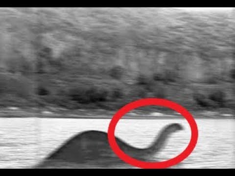 10 Evidences Proof the Mokele Mbembe Still Alive - Mysterious Monsters