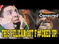 ONE MISTAKE COST THIS PELICAN EVERYTHING! | CASUAL GEOGRAPHIC | PELICAN GOT F#CKED UP | **REACTION**