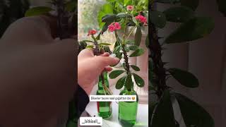 Dikenler Tacınız Bu Şekilde Kötülemeye Başladıysa Onu Budayın Yeniden Köklendirin I