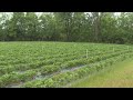 Drought forces S.C. farmers to cut production, raise prices
