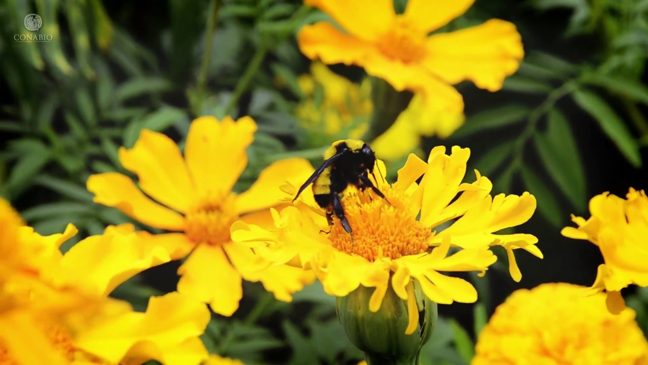 Cempasúchil. Flor silvestre y campesina, flor espiritual - YouTube