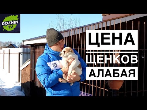СКОЛЬКО СТОЯТ ЩЕНКИ?