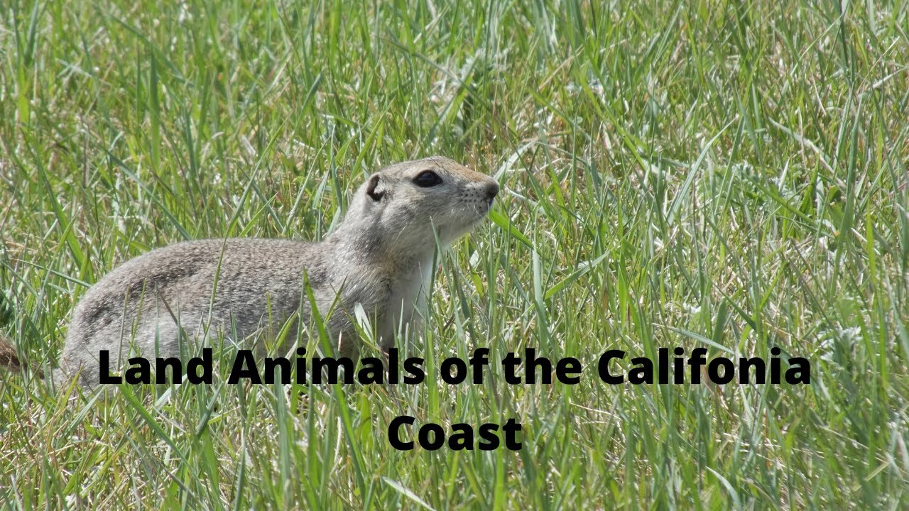 The land Animals of our trip down the California Coast - YouTube