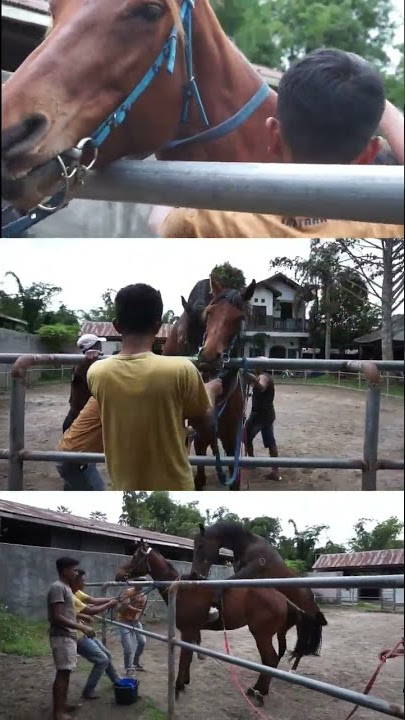 BEST HORSE MARRY
