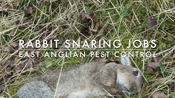 Rabbit Snaring Jobs - East Anglian Pest Control