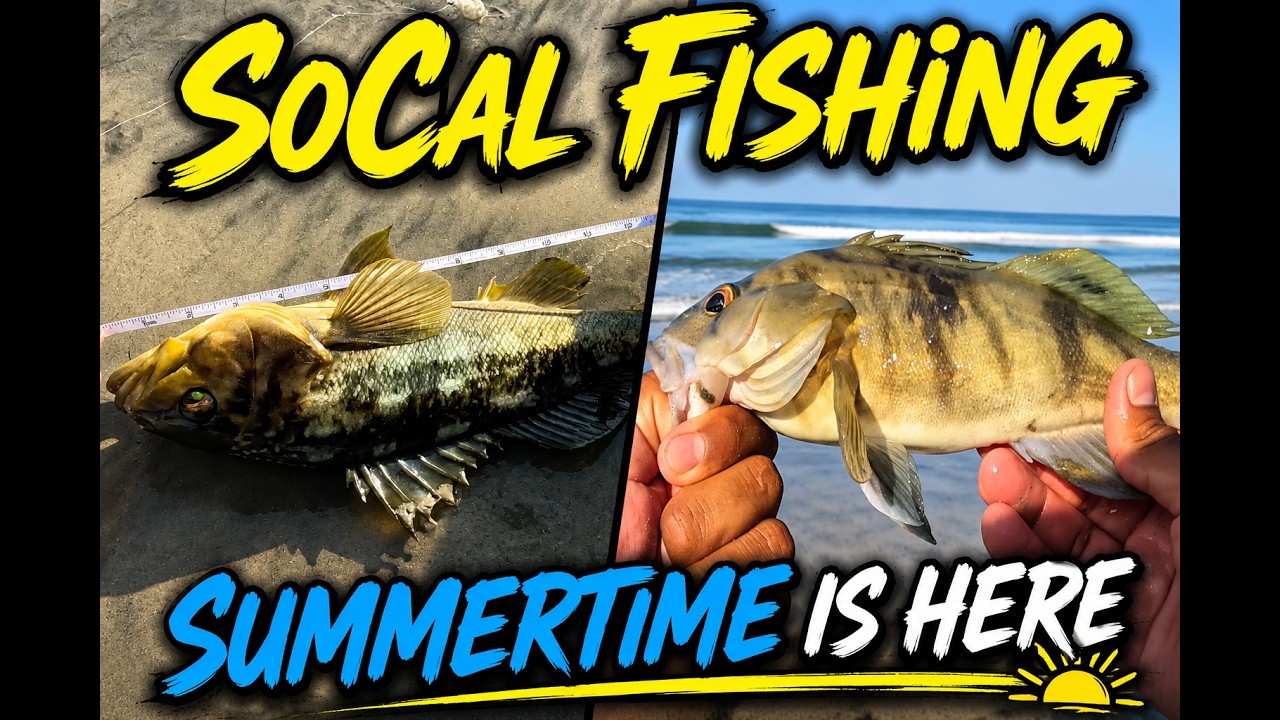 SoCal Surf Fishing | Bass | Rays | Croaker | Corbina