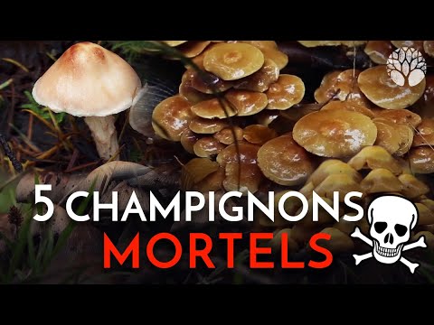 Vidéo: Bile de champignon : description et photo