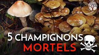 Ces 5 champignons sont MORTELS !