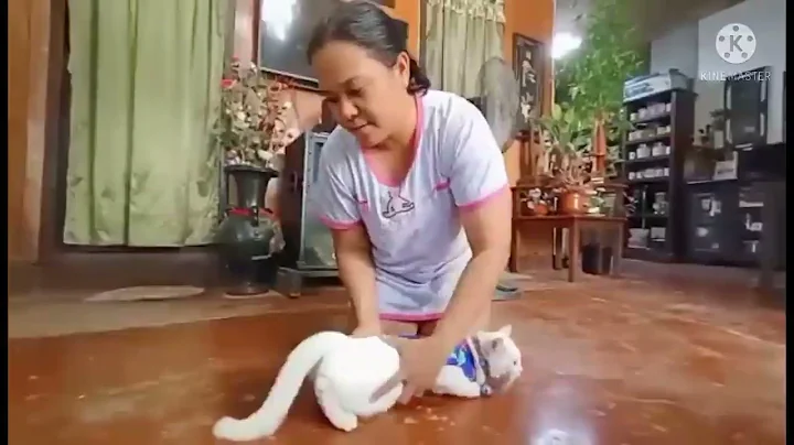 Video 543641: shorthair persian cat