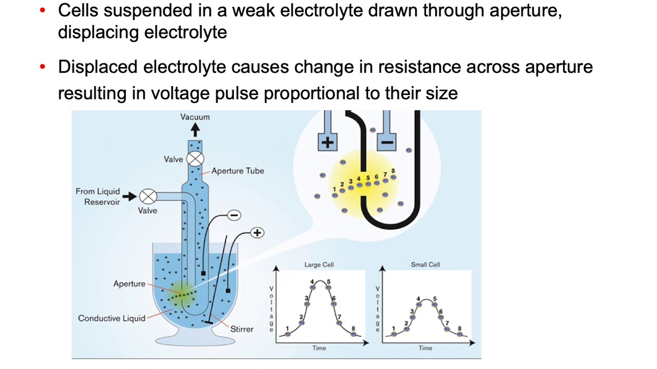 The Relationship of Cell Volume to Cell Health by Dr. Rich Jones 