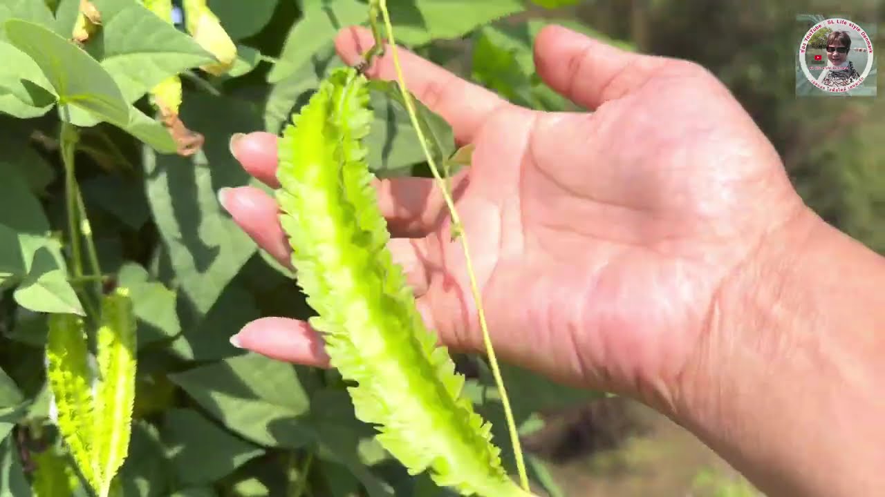 #Life of a Thai woman married to a foreigner: living abroad versus staying home in Thailand, gard...