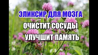 КЛЕВЕР КРАСНЫЙ - ЭЛИКСИР МОЛОДОСТИ УЛУЧШИТ ЗРЕНИЕ, ПАМЯТЬ