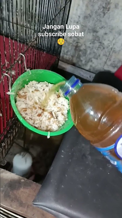 Cara Memberi Makan Anak Ayam Agar Cepat Besar #anakayam #ayam #shorts #bihofficial