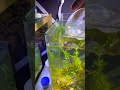 How to feeding aquarium fish part-2 #feeding #aquariumfish #fishcaretips #shorts #trending