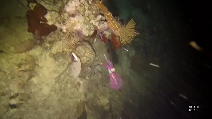 Flirtatious Squid