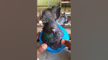 Pigeon treatment 1321 #kalapati​ #birds​ #shorts​ #pigeon​ #kabutar​ #pets​ #pigeontreatment