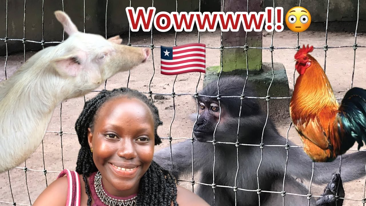 The Poultry farm and Zoo I discovered in Liberia took my breath away!🇱🇷