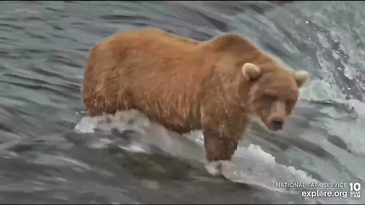 128 Grazer's Social Cub Has the Lip All to Herself - August 15, 2022 (explore.org)