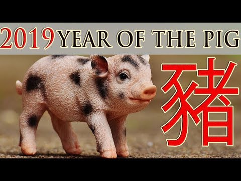 Video: When Is The Year Of The Pig Eastern 2019?