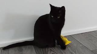 kitty played calmly with catnip toy and then suddenly...