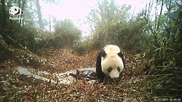 What can we do to protect pandas? | Pandaful Q&A