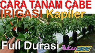 TUTORIAL CARA MENANAM CABE SISTEM IRIGASI KAPILER DARI AWAL HINGGA PANEN