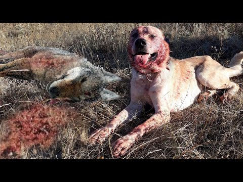 KANGAL - KURT AVCISI !! İKİ EZELİ DÜŞMAN