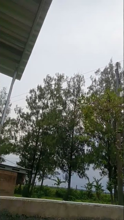 Viral...!! Pohon Cemara