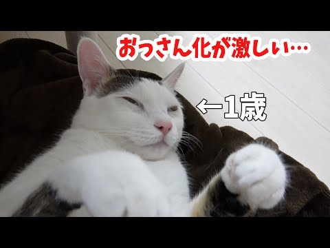 猫　毛づくろい 毛づくろいちろ 240515 - YouTube