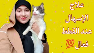 علاج الإسهال عند القطط في المنزل 💯 معلومات مهمة عن الإسهال❌🐈‍⬛