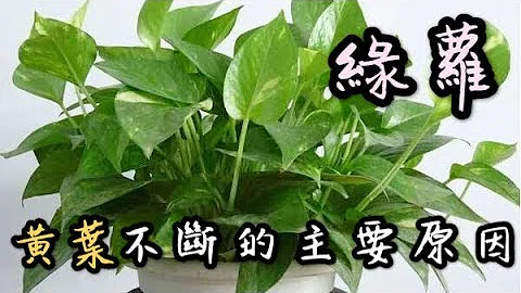 【天天小花農】綠蘿黃葉的主要原因，被很人忽視了，難怪黃葉不斷 - 天天要聞