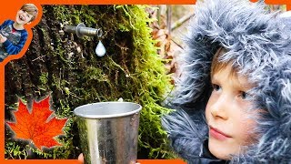 Axel and Daddy Harvest Maple Sap To Make Maple Syrup