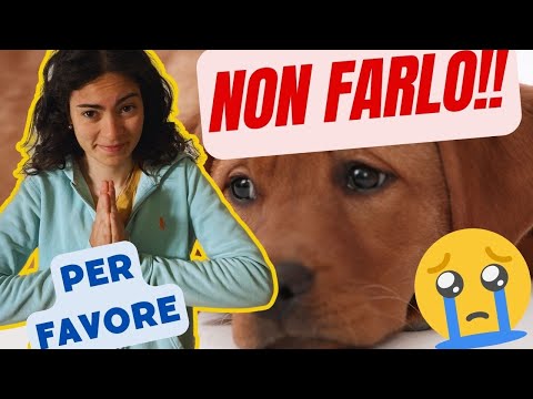 Video: 5 Dog Sports Tu e il tuo cane dovete provare