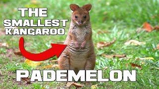 The Smallest Kangaroo - Pademelon - Animal a Day by Animal a Day 304 views 4 months ago 2 minutes, 22 seconds