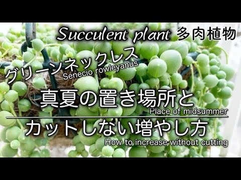 117 多肉植物 Succulent グリーンネックレスの夏の置き場所とカットしないで増やす方法をご紹介します Youtube