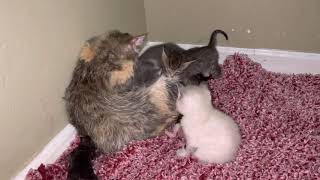 Poor Mama Cat  Taking Care Of Her Babies And  Her Brothers And Sisters , Babies Cat Crying @ Cute by CUTE  FUNNY ADORABLE ANIMALS 34 views 2 years ago 1 minute