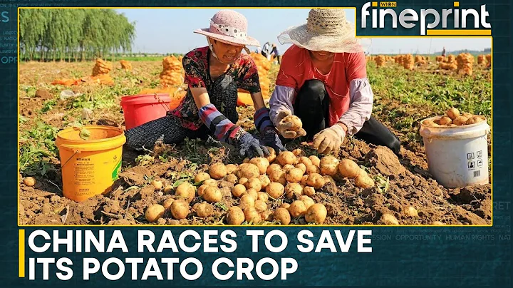 Potato Yields Shrink Under Climate Pressure | WION Fineprint