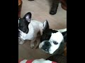 RafkaenBullie