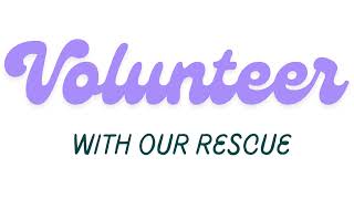 Become a Volunteer with The Southeast German Shepherd Rescue!