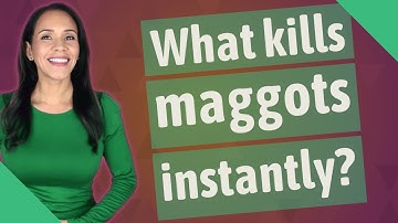 What kills maggots instantly?