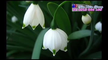 Karaoke Tiếng Đàn Trong Ngục Tối 4 5 6 kép - Hoài