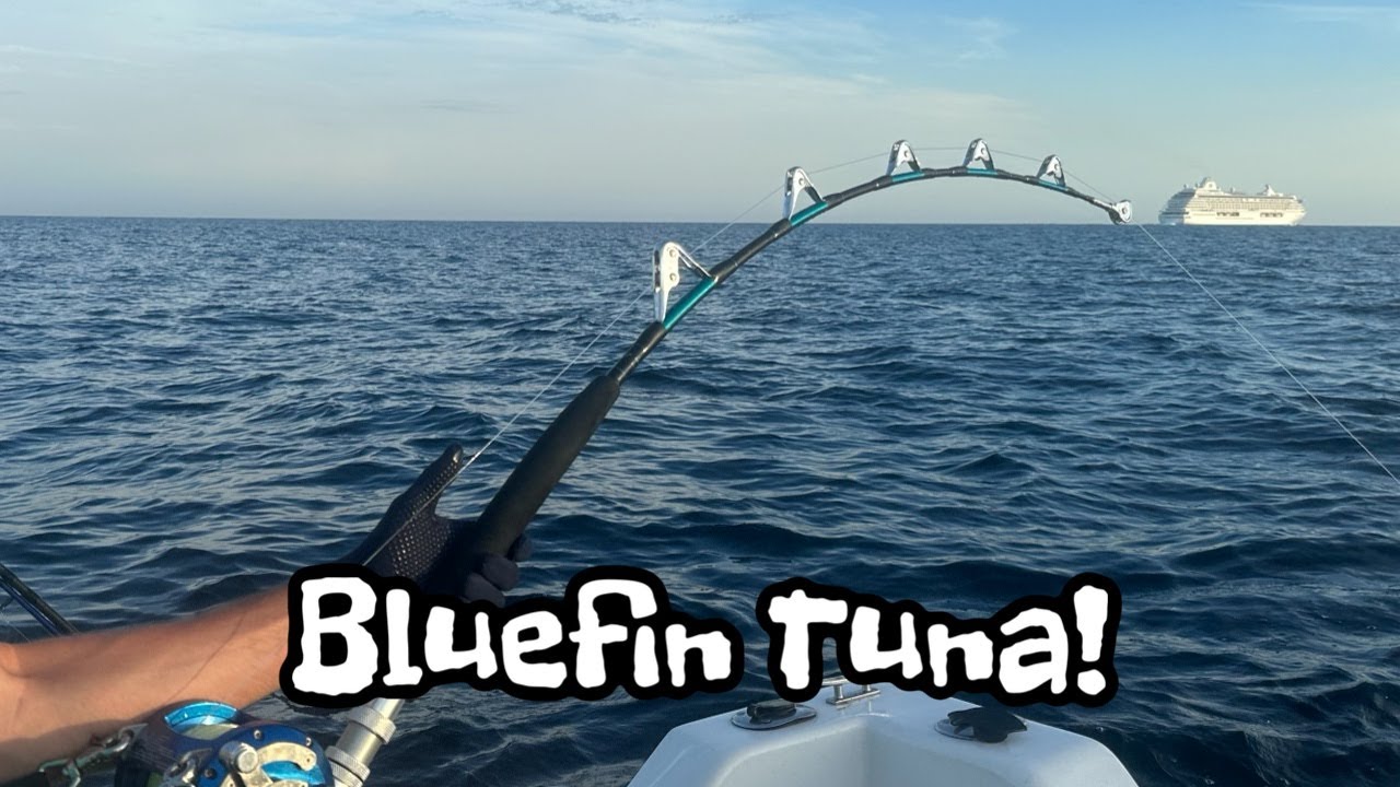 BLUEFIN TUNA, UK SEA FISHING