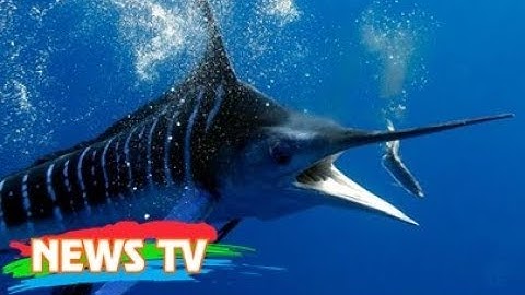 Top 5 loài cá bơi nhanh nhất thế giới