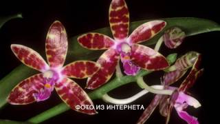 Белый налёт на корнях орхидеи фаленопсис. Phalaenopsis bastianii. Видовая орхидея.