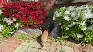 Medi Cat likes to smell spring flowers